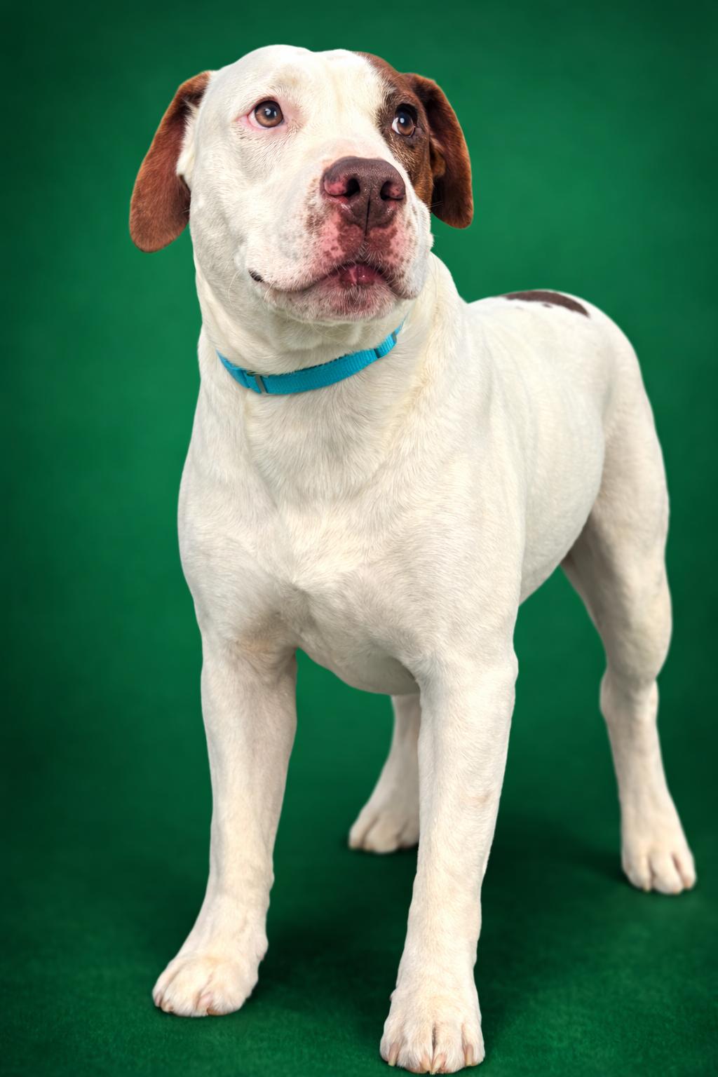 Enlarge Rain, a ADOPTABLE American Staffordshire Terrier in Anderson, TX image 1/1