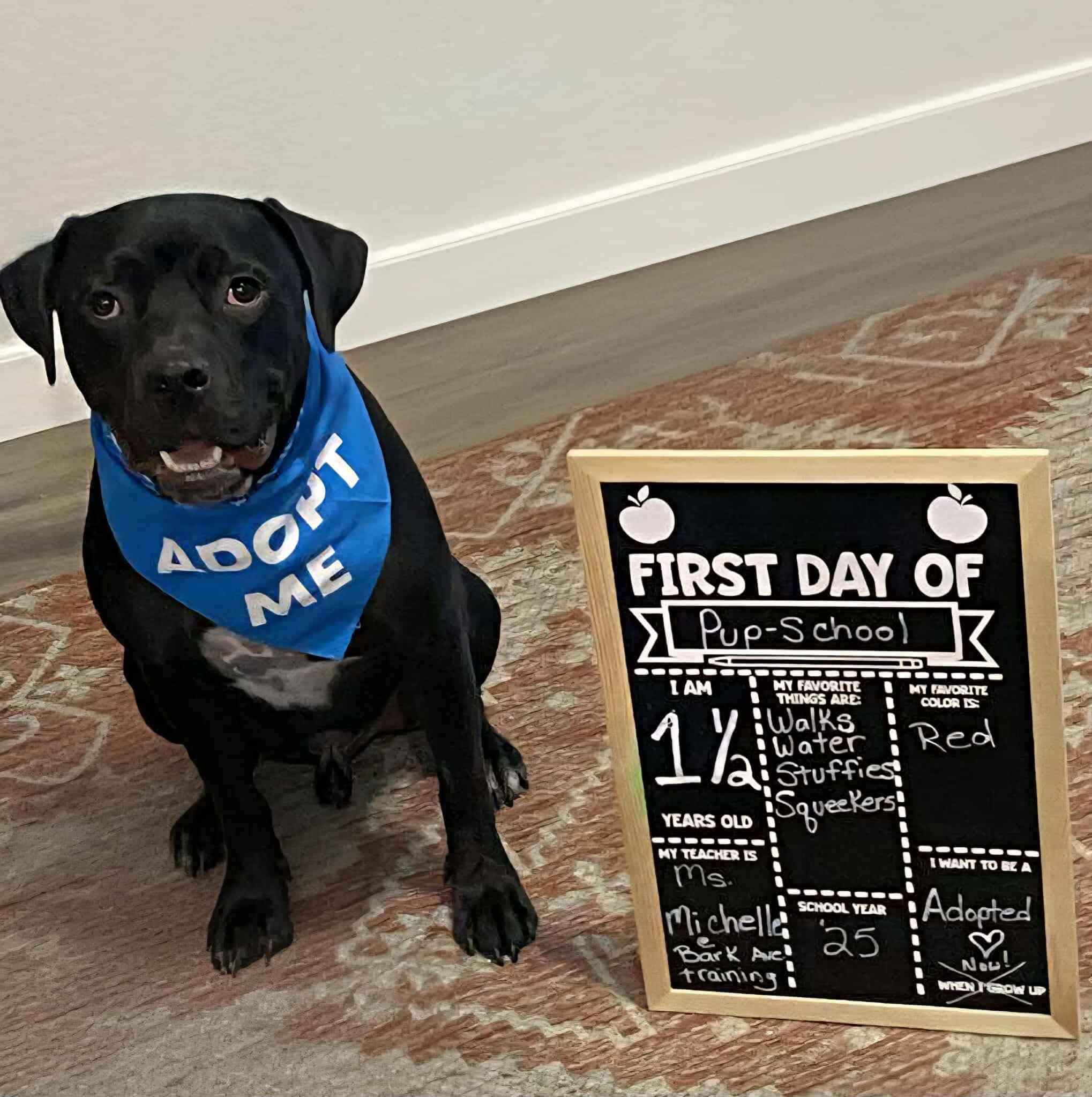 Enlarge Jackson, a Adoptable Boxer in Gilbert, AZ image 2/5