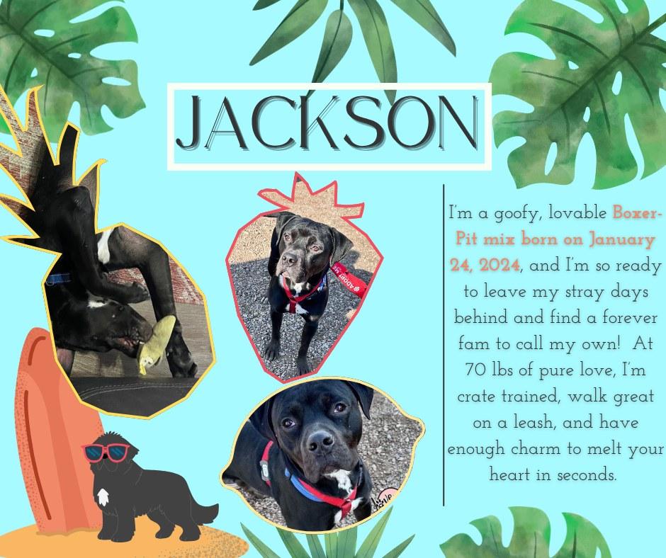 Jackson, a Adoptable Boxer in Gilbert, AZ image 3/5