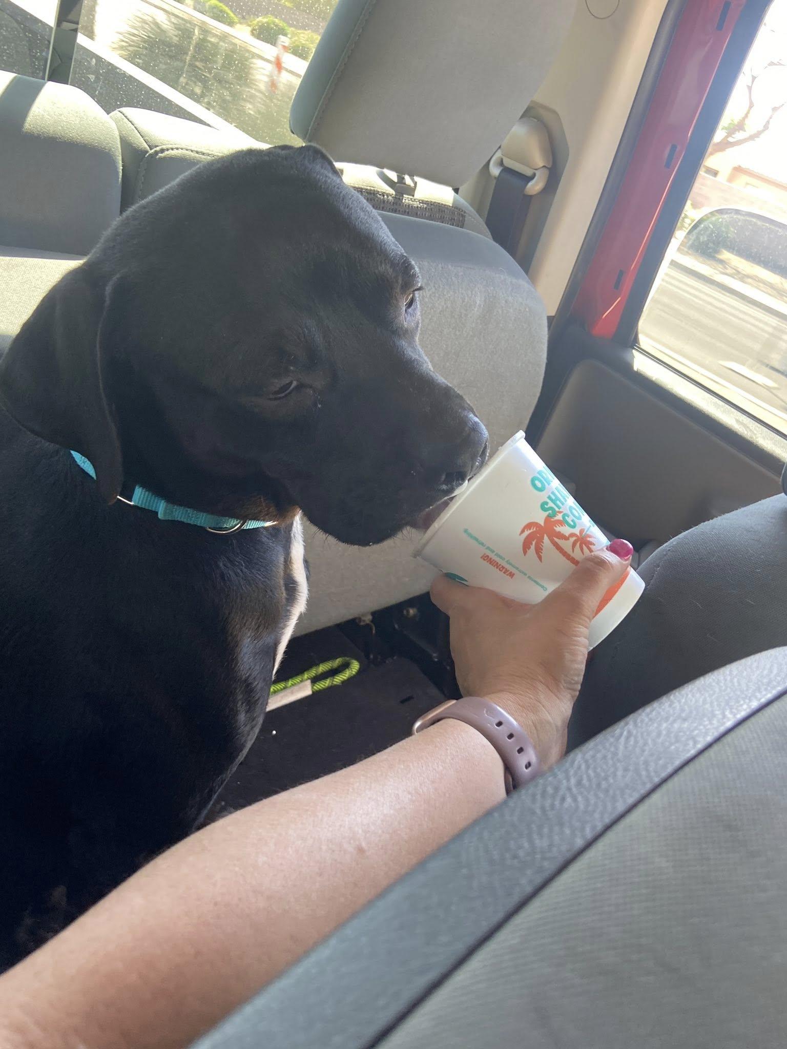 Jackson, a Adoptable Boxer in Gilbert, AZ image 4/5