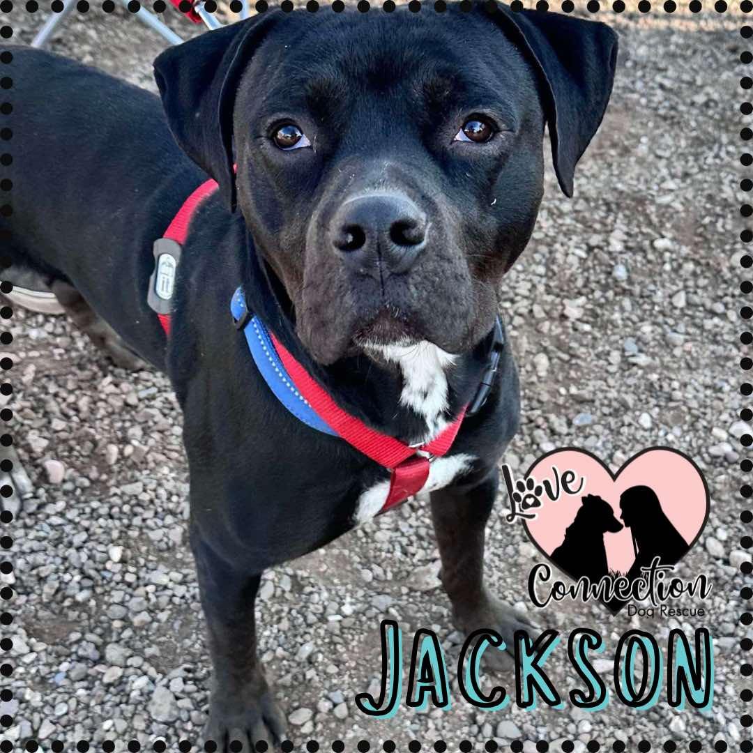 Jackson, Baby Male Boxer