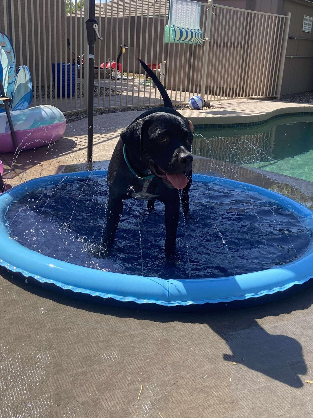 Enlarge Jackson, a Adoptable Boxer in Gilbert, AZ image 5/5