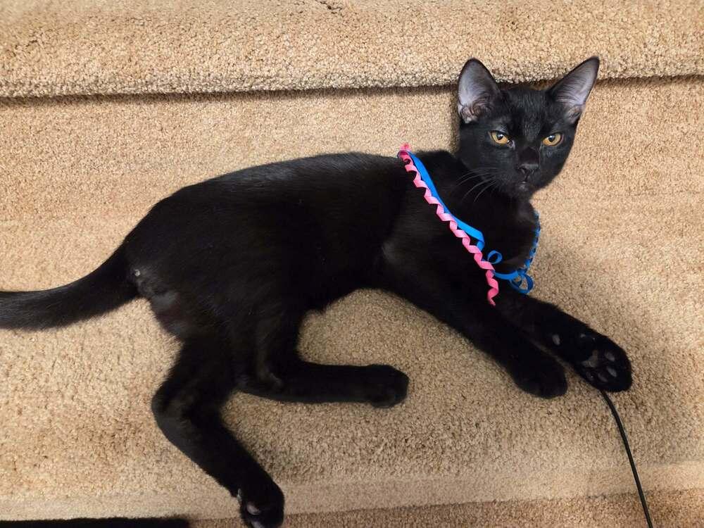 Wally, a Adoptable mixed breed in Sedalia, CO image 5/6