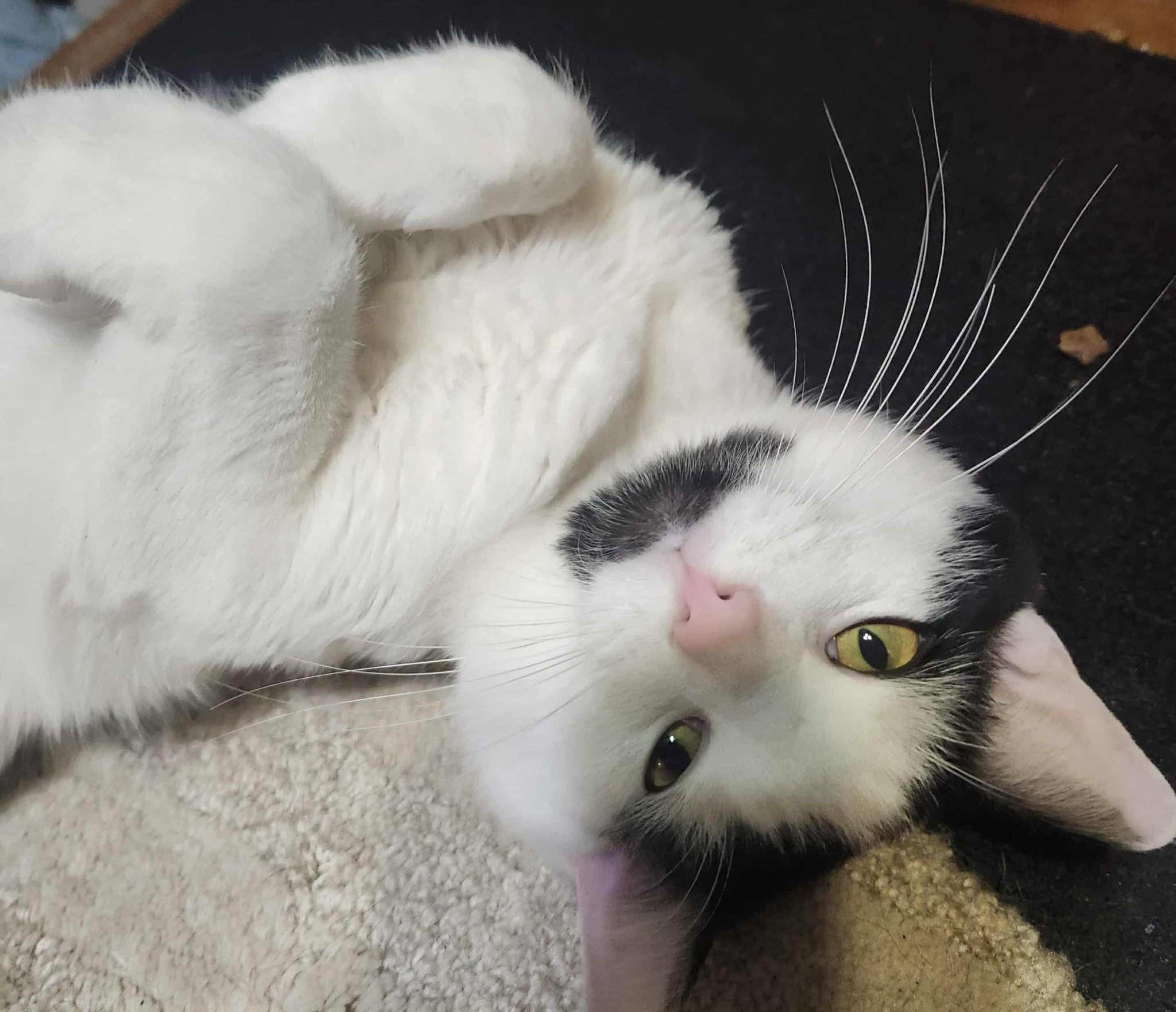 Enlarge Moo Moo, a Adoptable Domestic Short Hair in Beckley, WV image 2/3