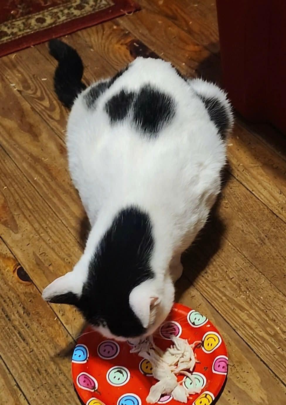 Enlarge Moo Moo, a Adoptable Domestic Short Hair in Beckley, WV image 3/3