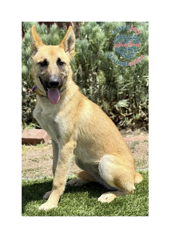 The Abandoned 5 are a group of resilient 7 month old German Shepherd and Belgian Malinois Mix puppie