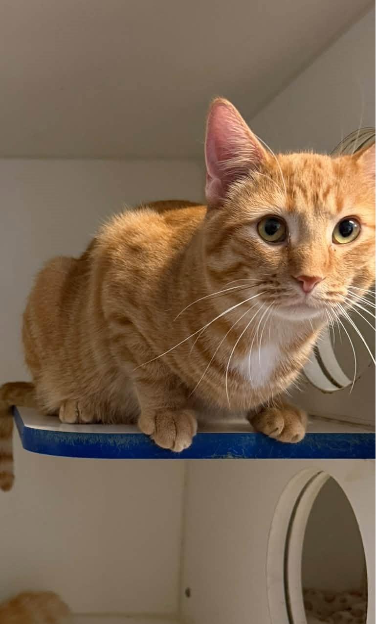 Aslan, Adoptable, Adult Male Domestic Short Hair.