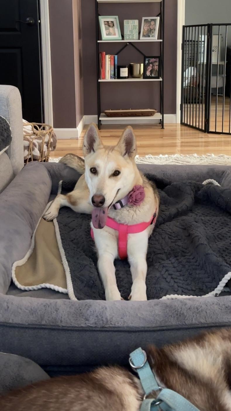 Valerie, Adoptable, Young Female Husky.