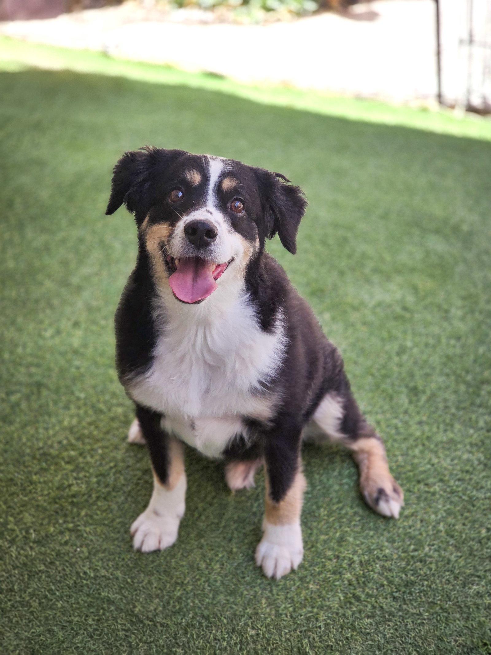 Teddy Murphy, Adoptable, Adult Male Australian Shepherd.