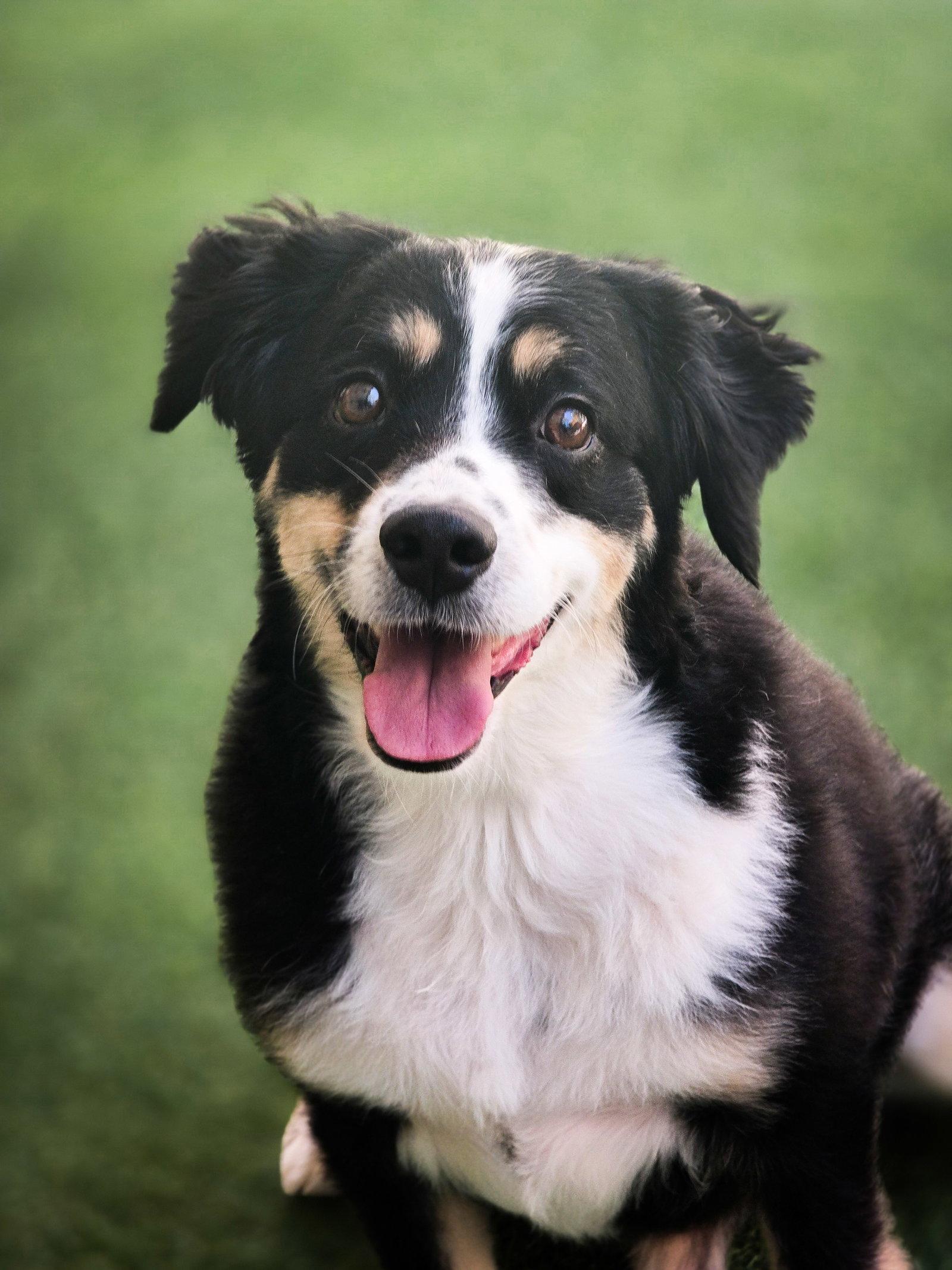 Teddy Murphy, a Adoptable Australian Shepherd in Salt Lake City, UT image 2/3