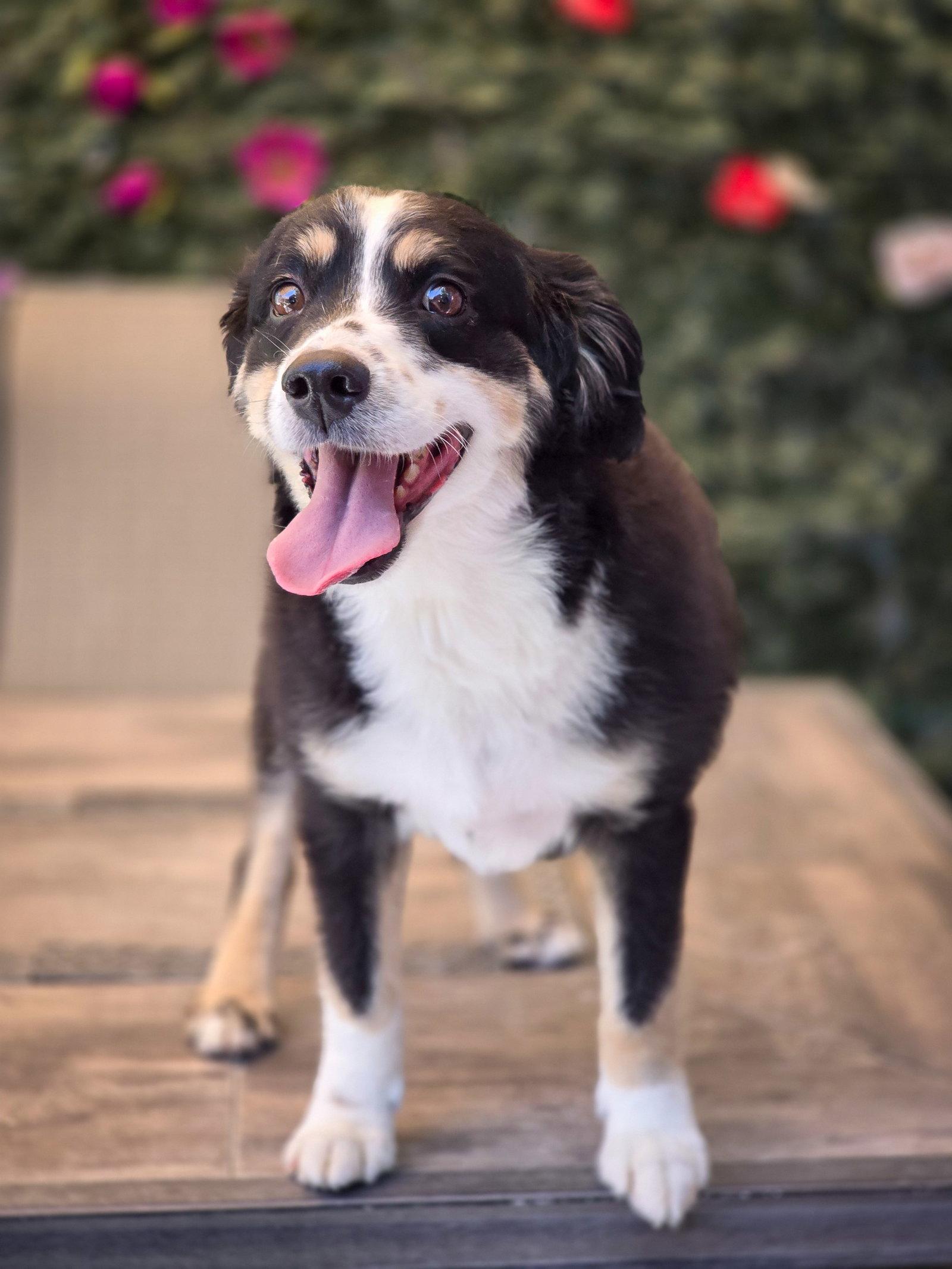 Teddy Murphy, a Adoptable Australian Shepherd in Salt Lake City, UT image 3/3