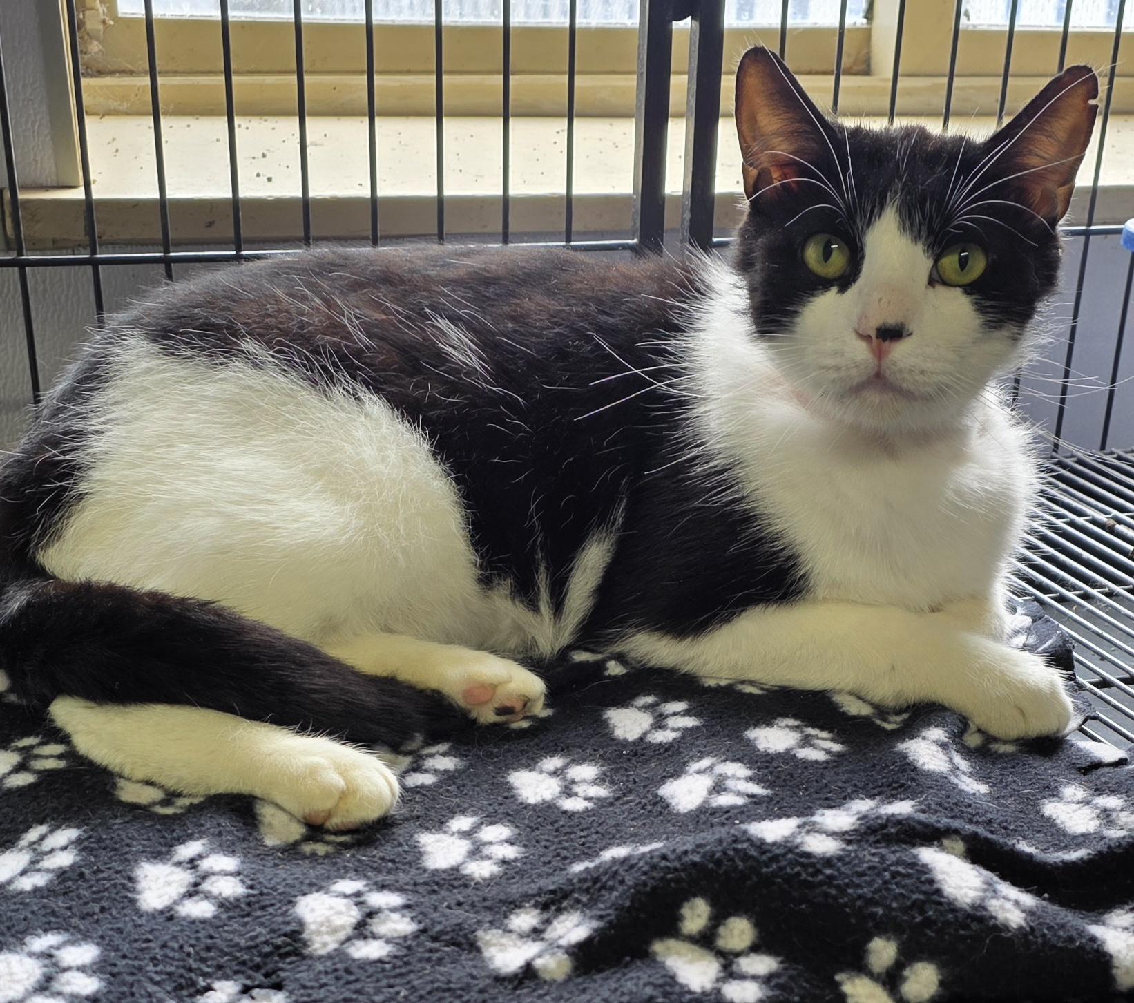 Enlarge Oreo, a ADOPTABLE Domestic Short Hair in Momence, IL image 1/1