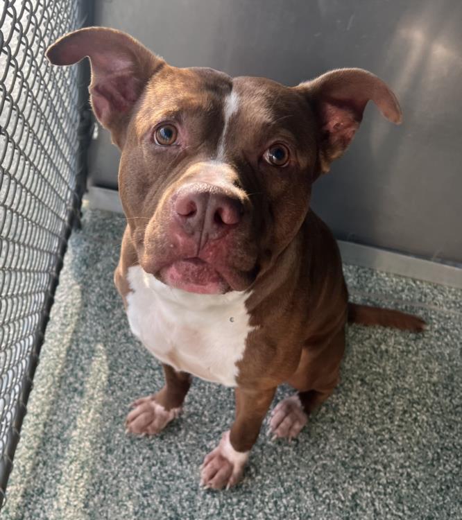 GAVIN, Adoptable, Adult Male Pit Bull Terrier & Mixed Breed.