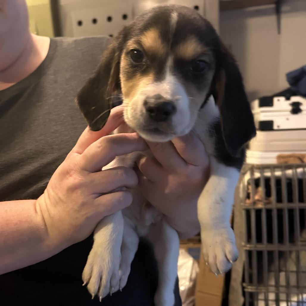 Enlarge Eddie, a Adoptable mixed breed in Phoenix, MD image 1/4