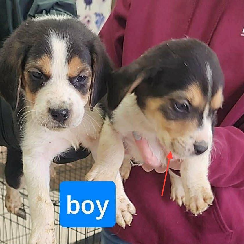 Enlarge Eddie, a Adoptable mixed breed in Phoenix, MD image 2/4