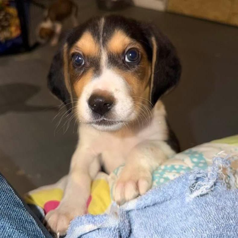 Enlarge Eddie, a Adoptable mixed breed in Phoenix, MD image 3/4