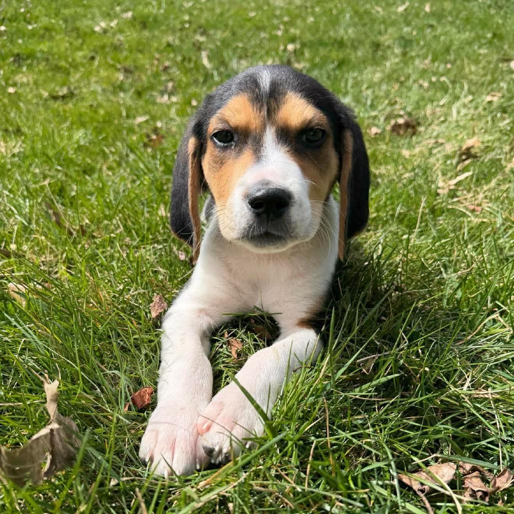 Enlarge Eddie, a Adoptable mixed breed in Phoenix, MD image 4/4