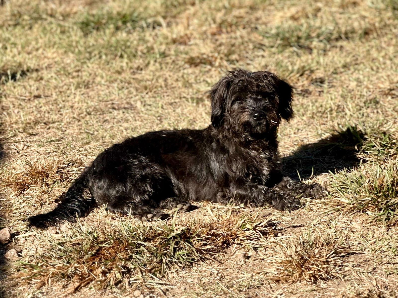 Enlarge Blossom Apr 25, a Adoptable mixed breed in Pacolet, SC image 2/3