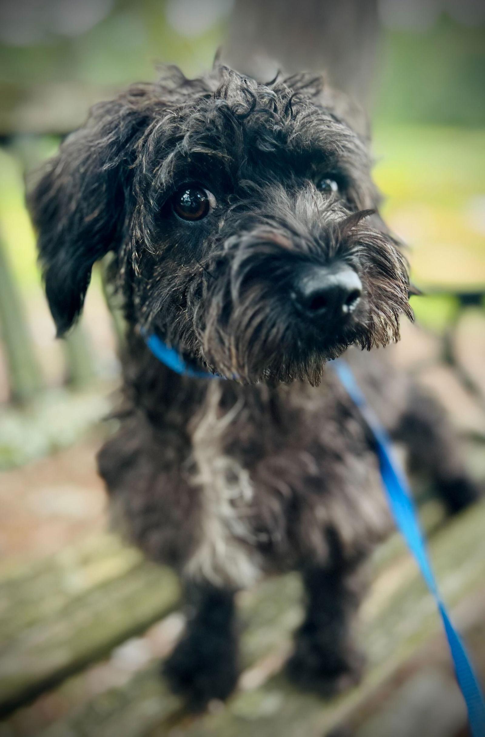 Enlarge Blossom Apr 25, a Adoptable mixed breed in Pacolet, SC image 3/3