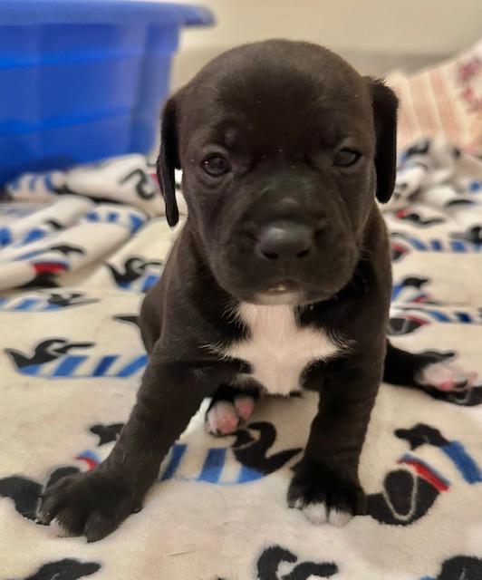 Enlarge Puppy Kris Kringle  -  Las Vegas, a Adoptable mixed breed in Los Angeles, CA image 1/2