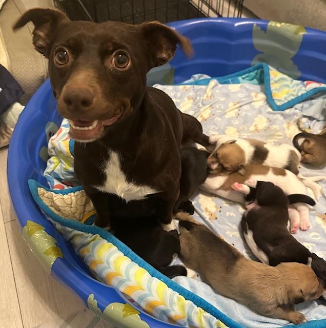 Puppy Kris Kringle - Salt Lake City, Utah — thumbnail 2