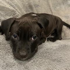 Enlarge Skillet, a ADOPTABLE mixed breed in Midlothian, VA image 4/4