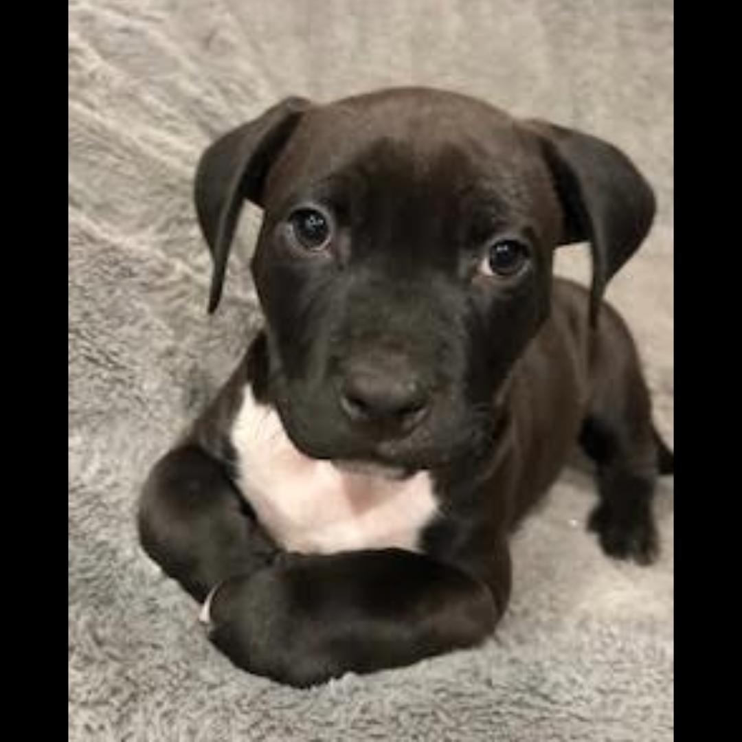 Enlarge Skillet, a ADOPTABLE mixed breed in Midlothian, VA image 3/4