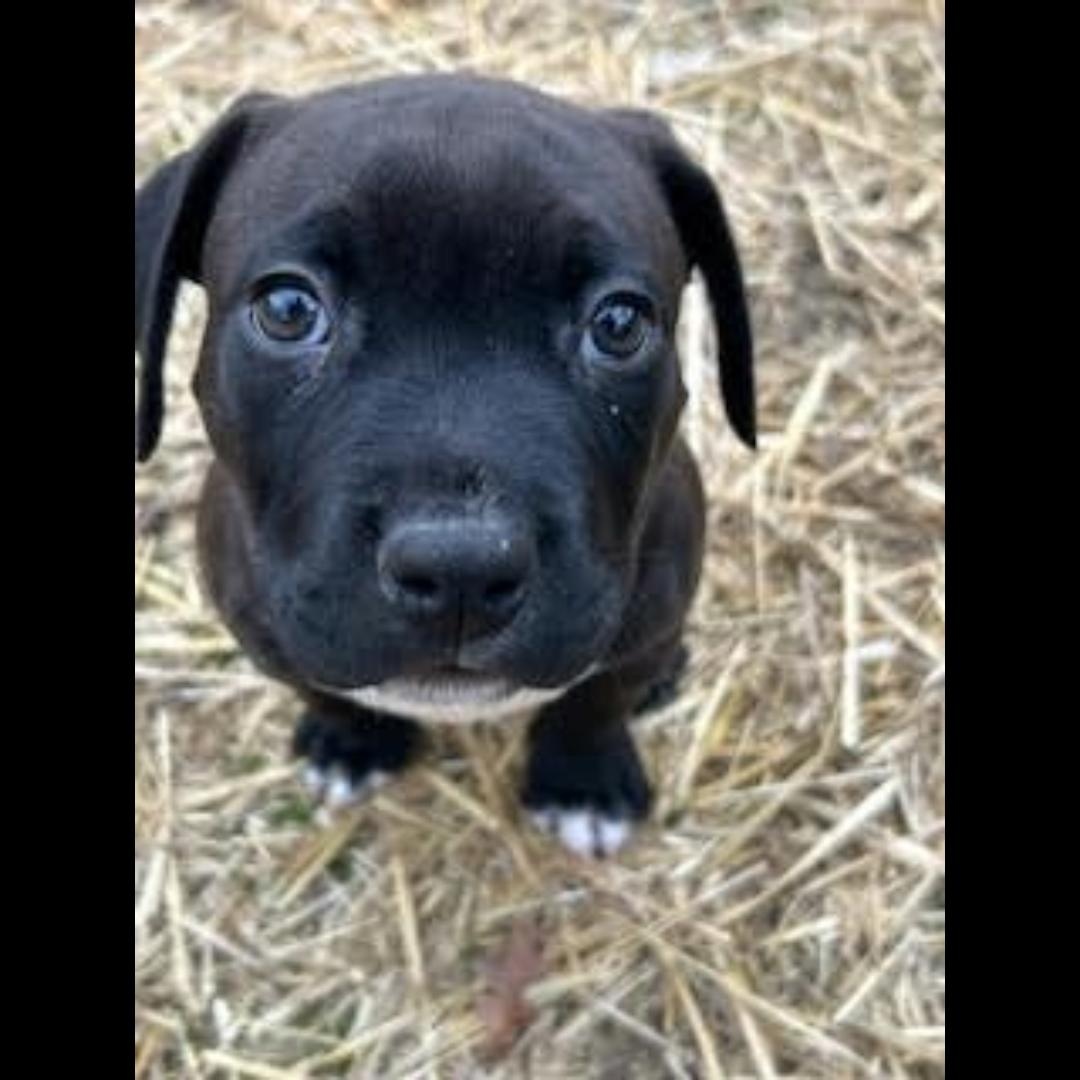Enlarge Skillet, a ADOPTABLE mixed breed in Midlothian, VA image 2/4