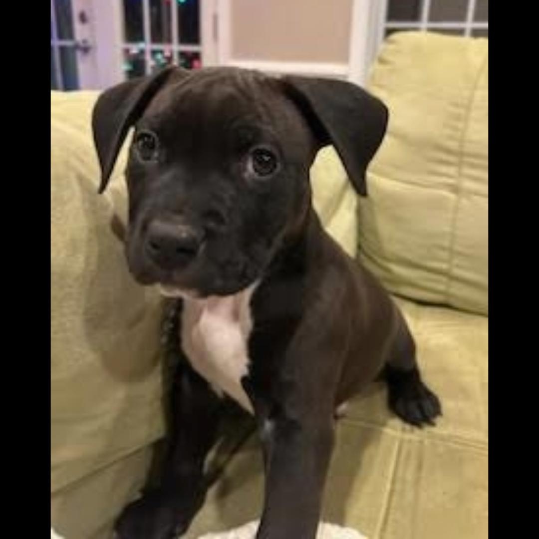 Enlarge Skillet, a ADOPTABLE mixed breed in Midlothian, VA image 1/4