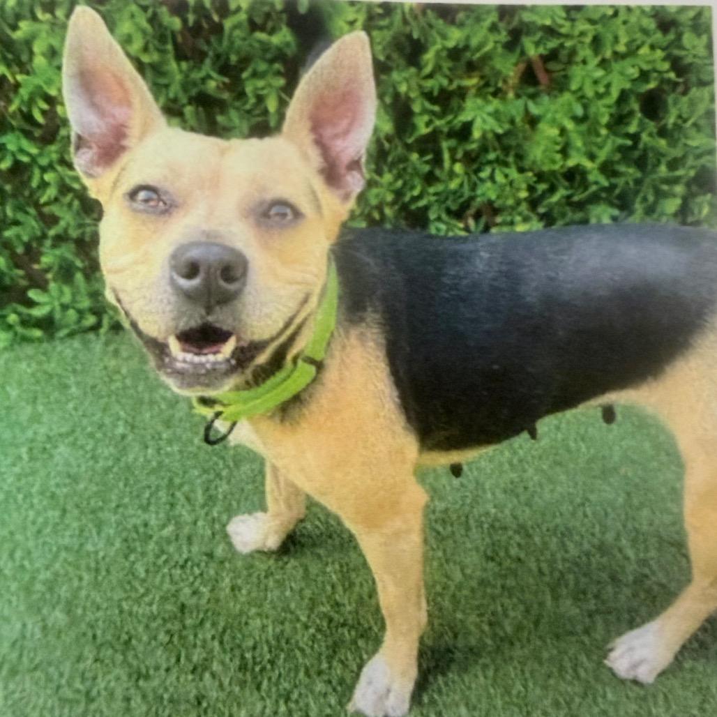 Enlarge Tiffany, a Adoptable Mixed Breed in Jupiter, FL image 1/3