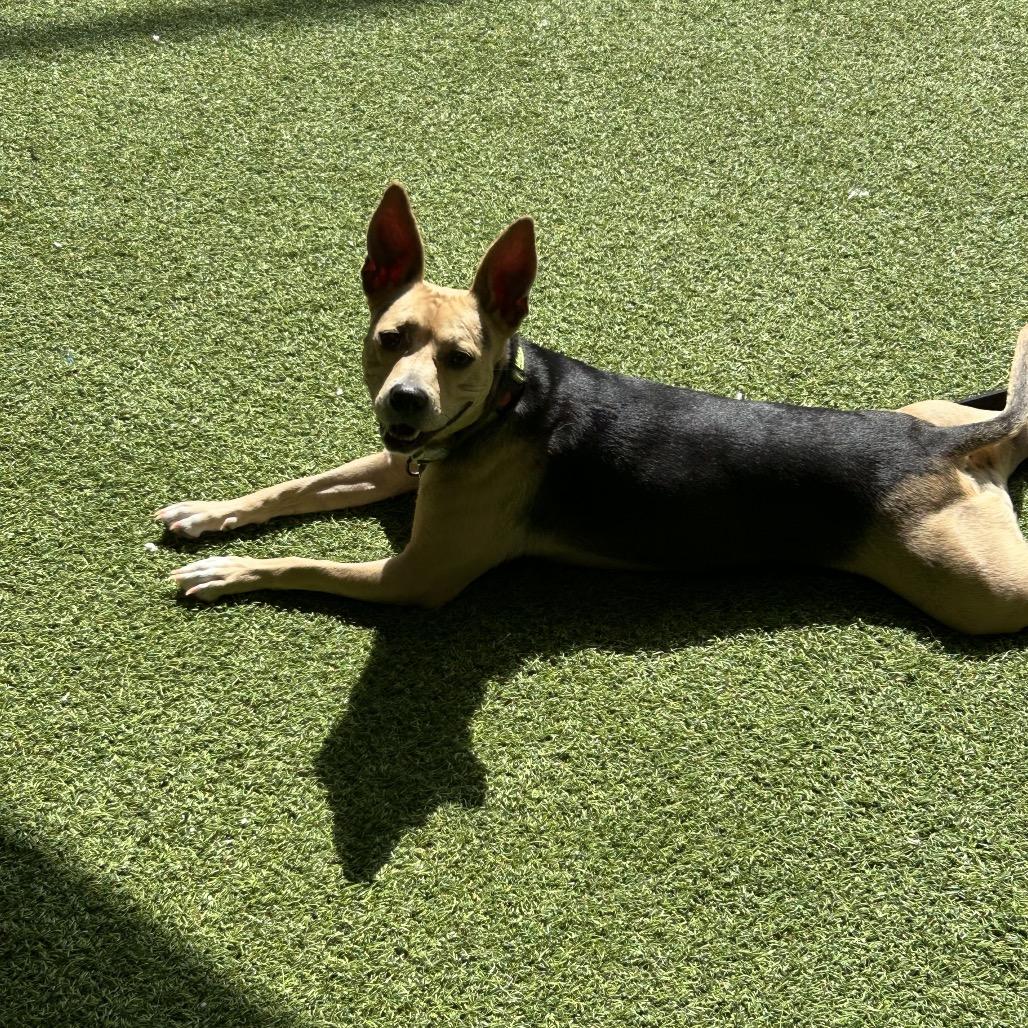 Enlarge Tiffany, a Adoptable Mixed Breed in Jupiter, FL image 2/3