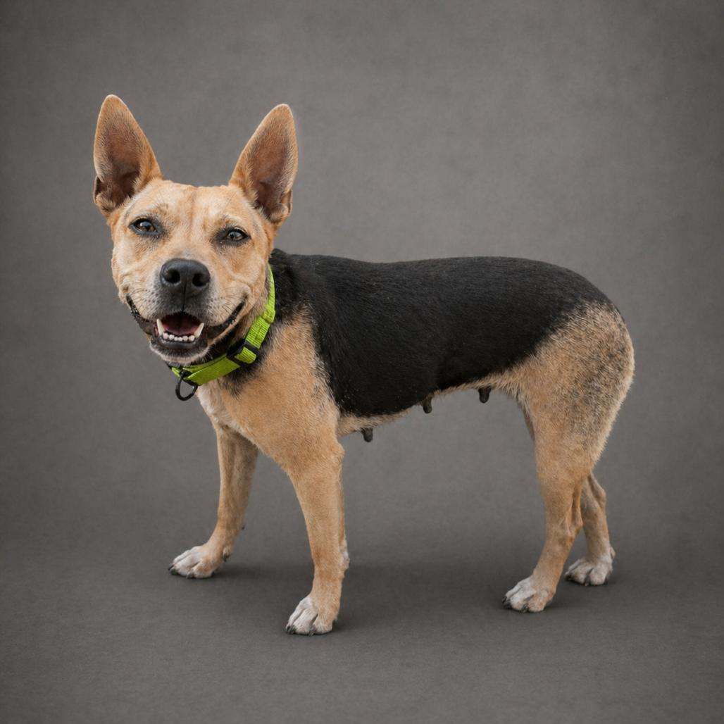 Enlarge Tiffany, a Adoptable Mixed Breed in Jupiter, FL image 3/4
