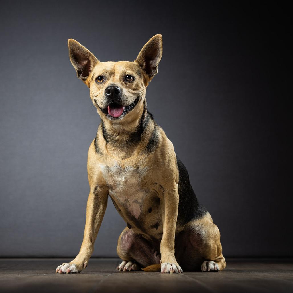Enlarge Tiffany, a Adoptable Mixed Breed in Jupiter, FL image 4/6