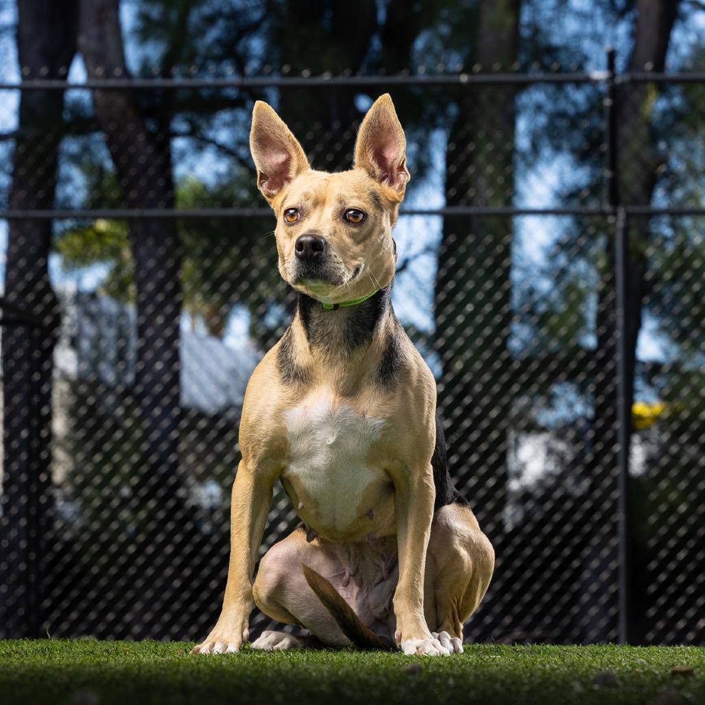 Enlarge Tiffany, a Adoptable Mixed Breed in Jupiter, FL image 3/3