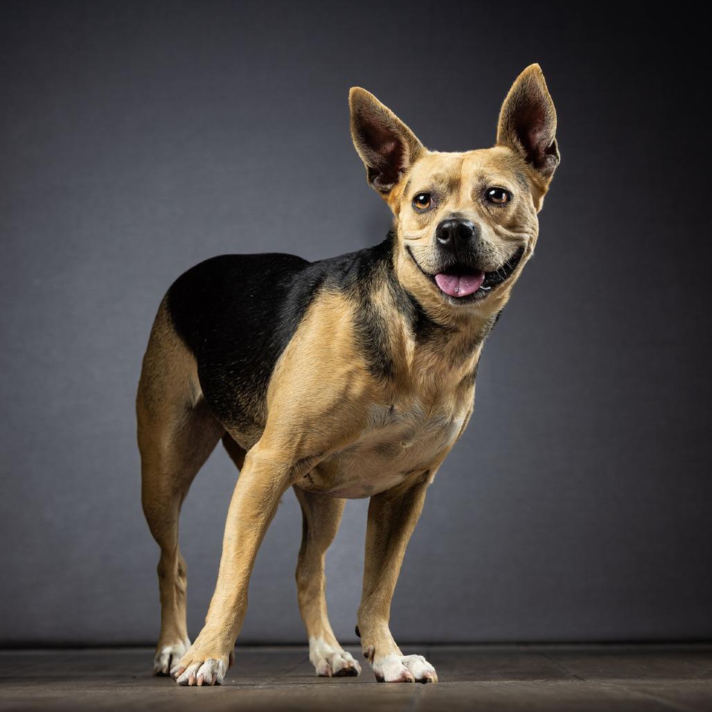 Enlarge Tiffany, a Adoptable Mixed Breed in Jupiter, FL image 6/6