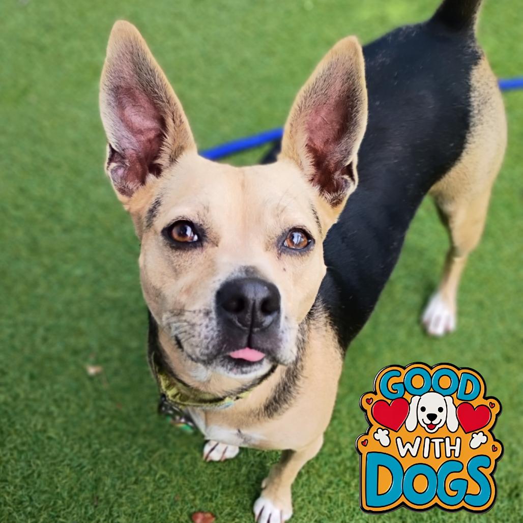 Enlarge Tiffany, a Adoptable Mixed Breed in Jupiter, FL image 6/6
