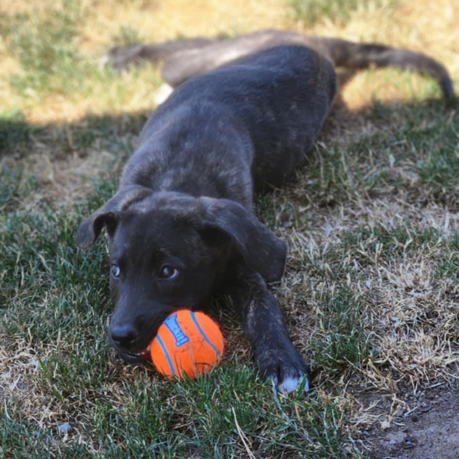Haven, a Adopted mixed breed in Rochester, WA image 2/5