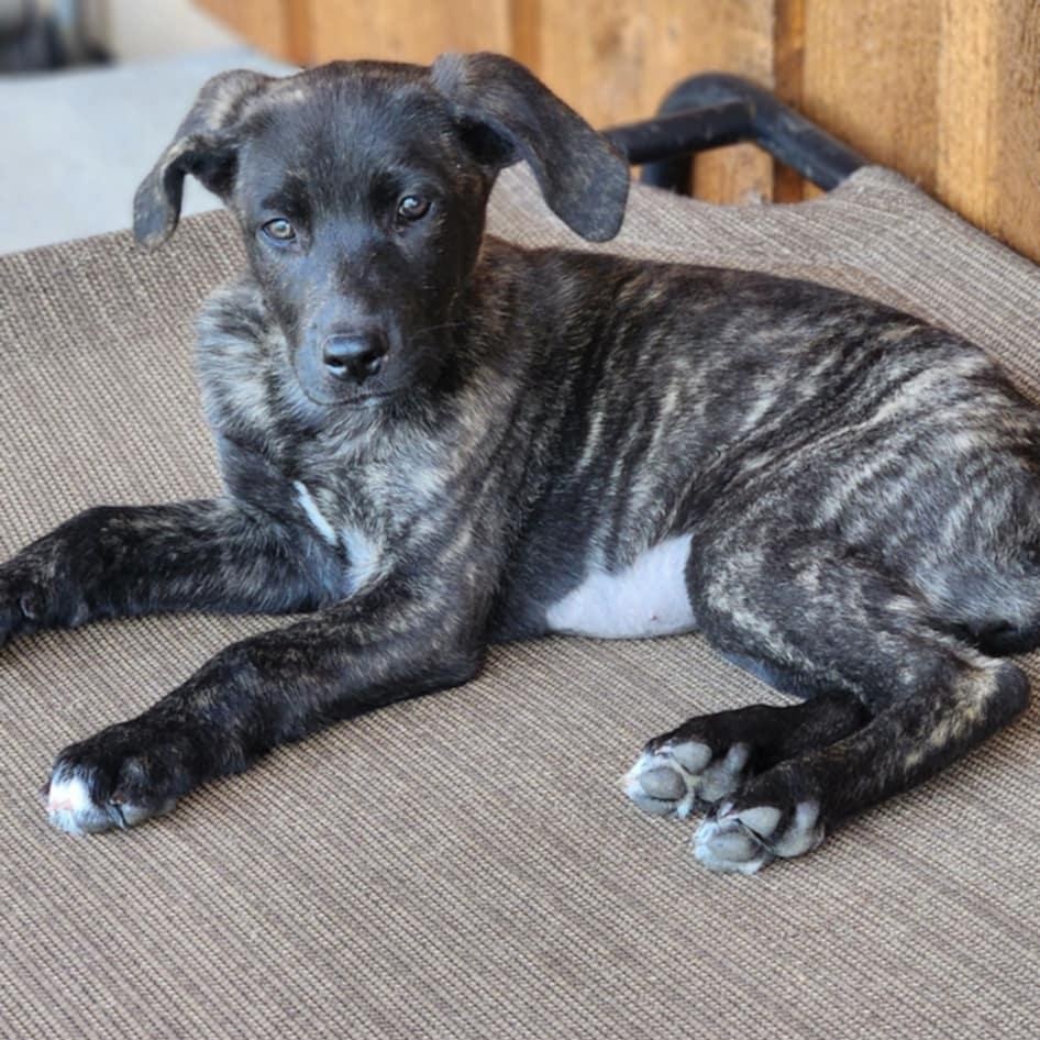 Haven, Adopted, Puppy Female Pit Bull Terrier & Labrador Retriever.