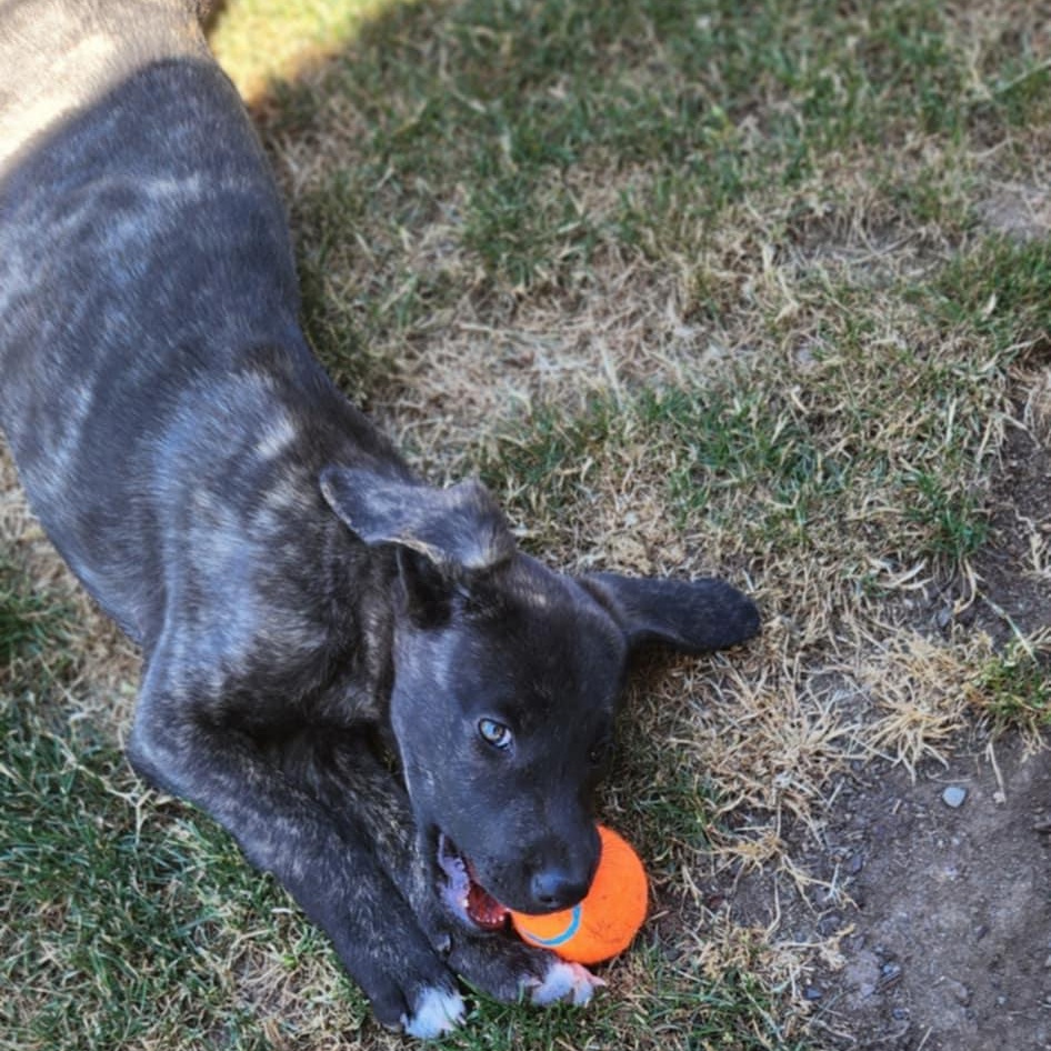 Haven, a Adopted mixed breed in Rochester, WA image 5/5