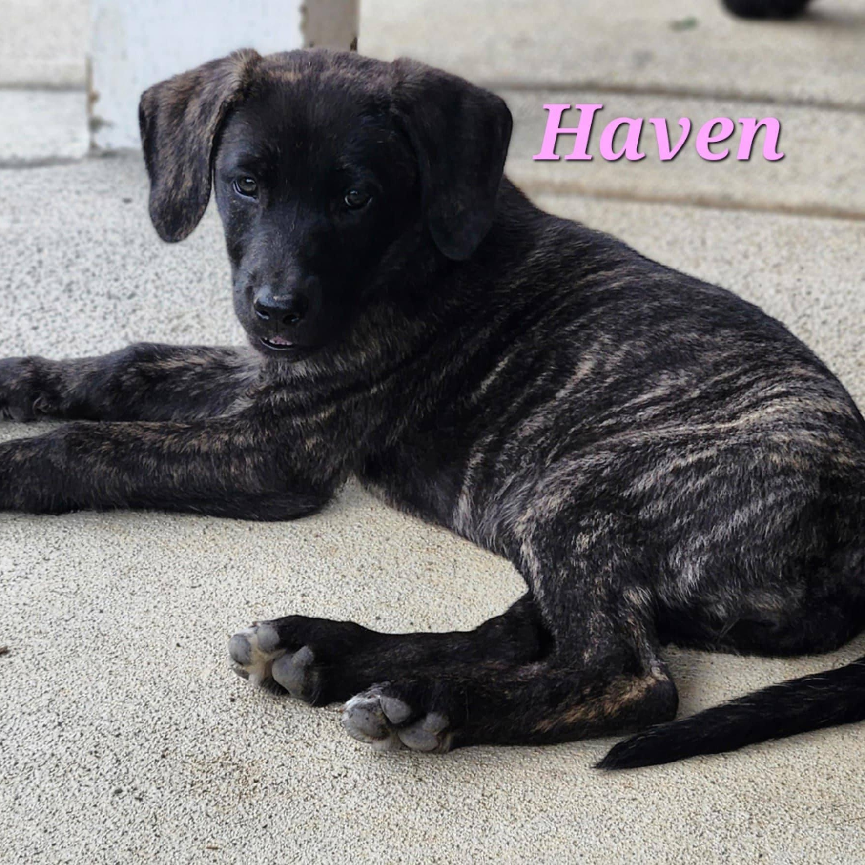 Haven, a Adopted mixed breed in Rochester, WA image 3/5