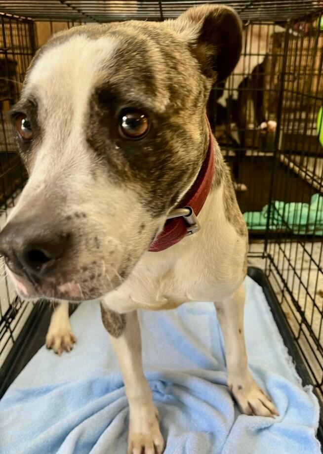 Minkie, Adoptable, Adult Female Terrier.