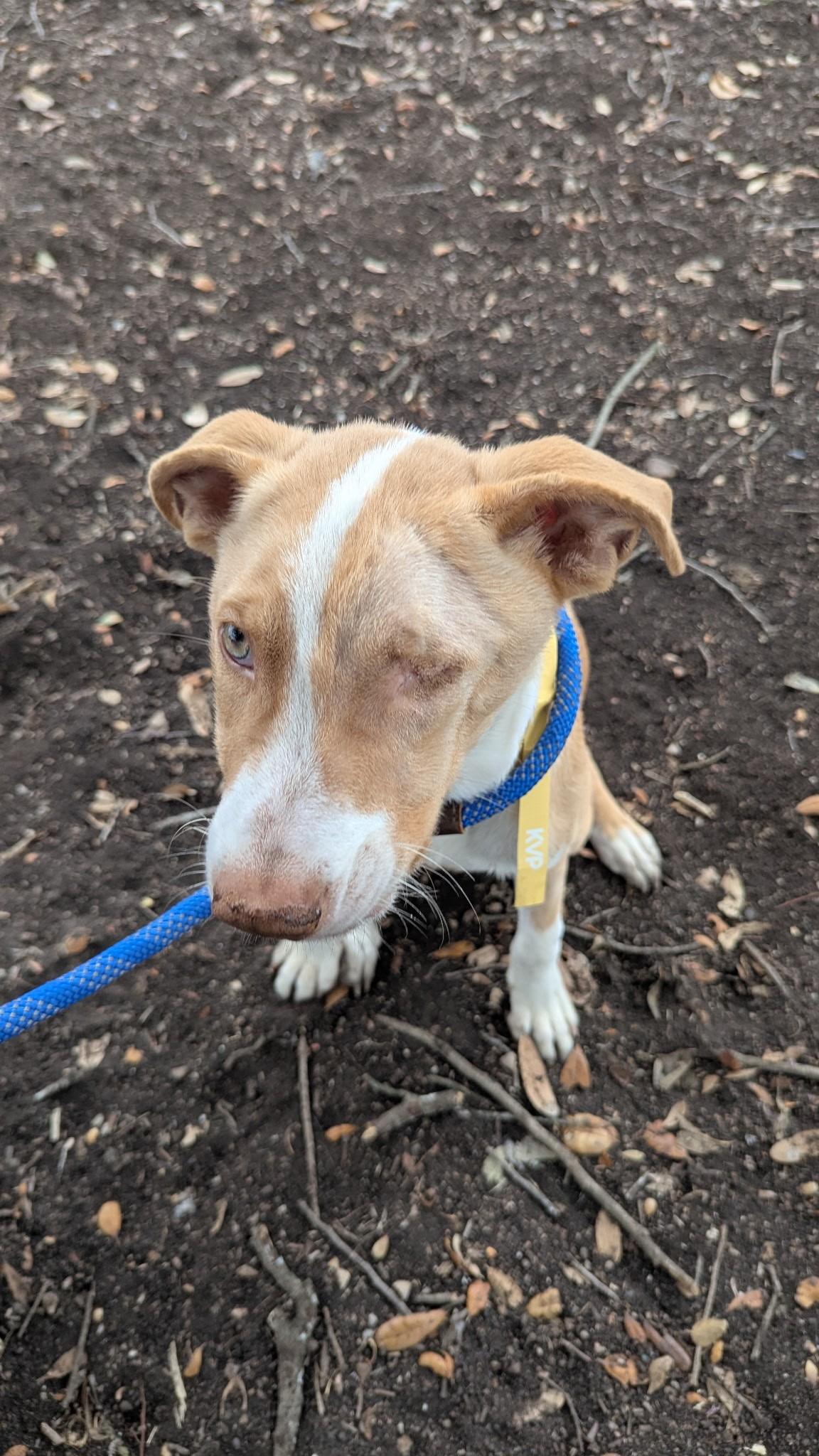 Enlarge Toast, an adopted mixed breed in Elgin, IL image 5/5