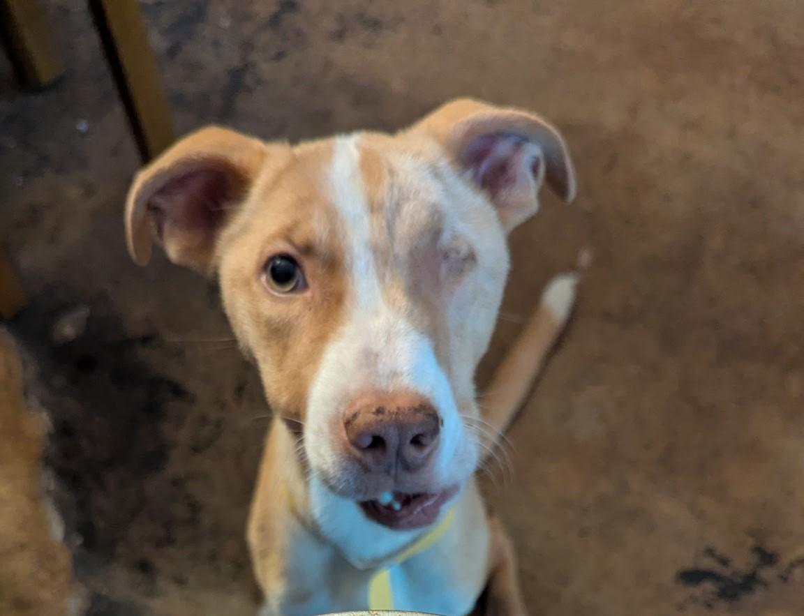 Enlarge Toast, an adopted mixed breed in Elgin, IL image 1/5