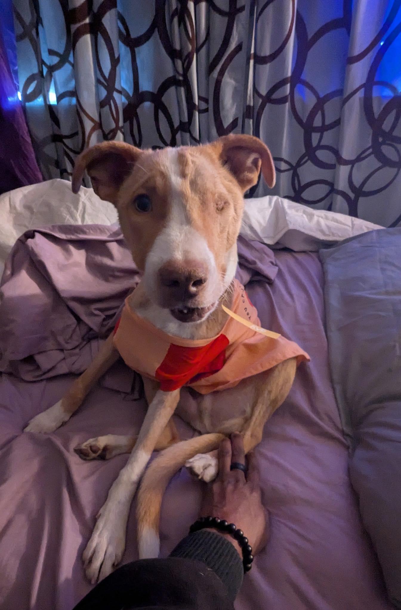 Enlarge Toast, an adopted mixed breed in Elgin, IL image 3/5