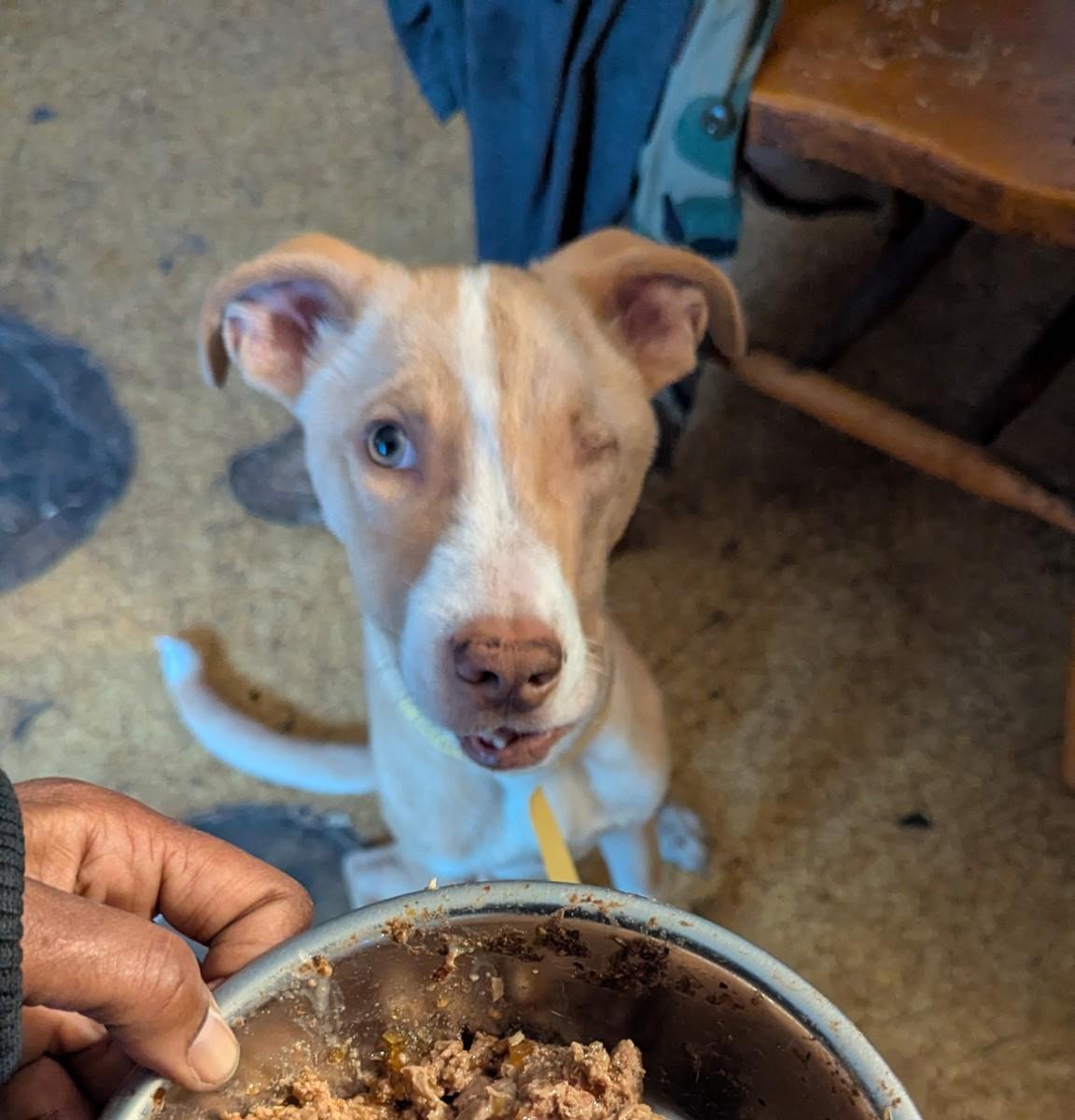 Enlarge Toast, an adopted mixed breed in Elgin, IL image 4/5