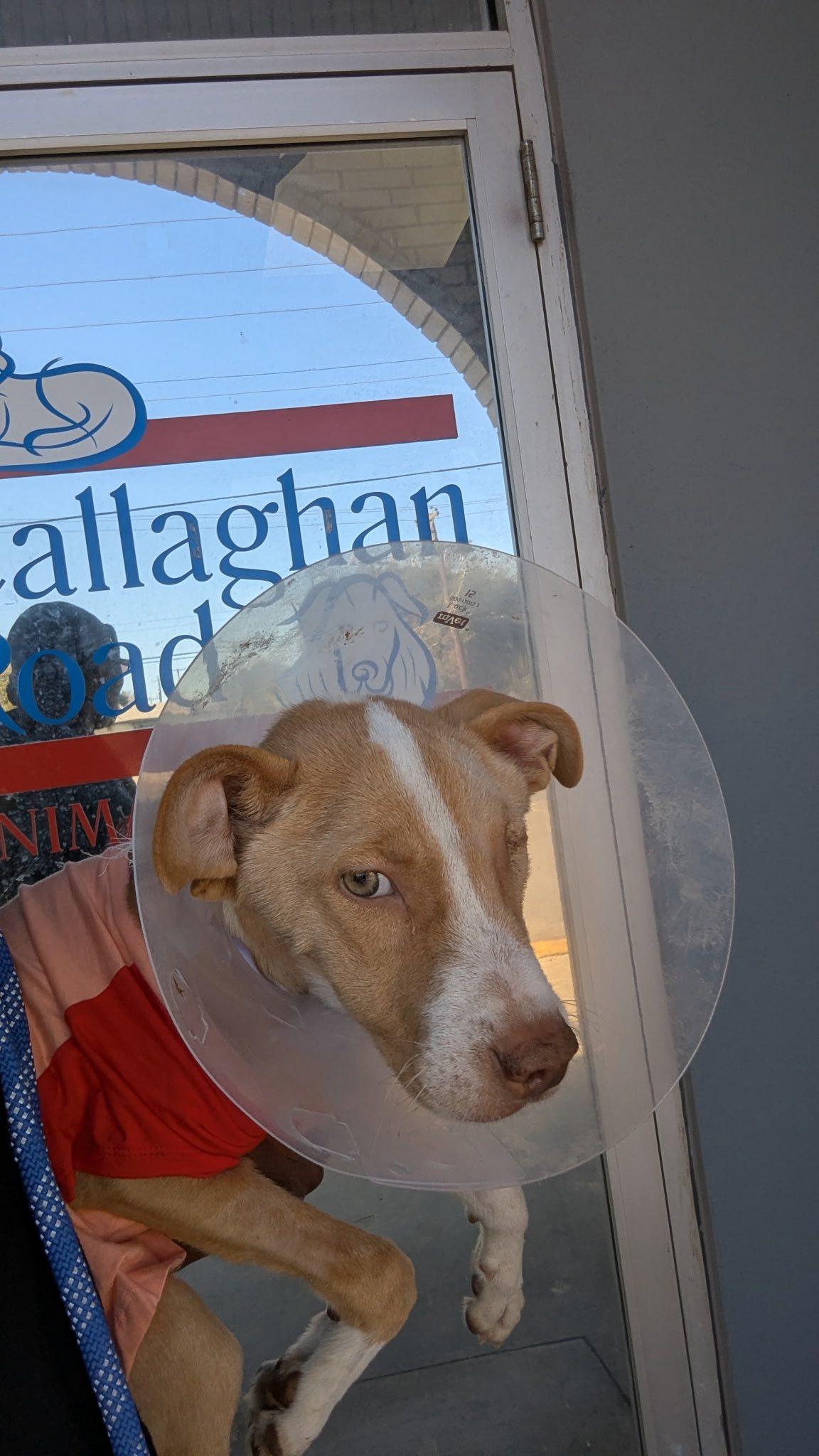 Enlarge Toast, an adopted mixed breed in Elgin, IL image 2/5