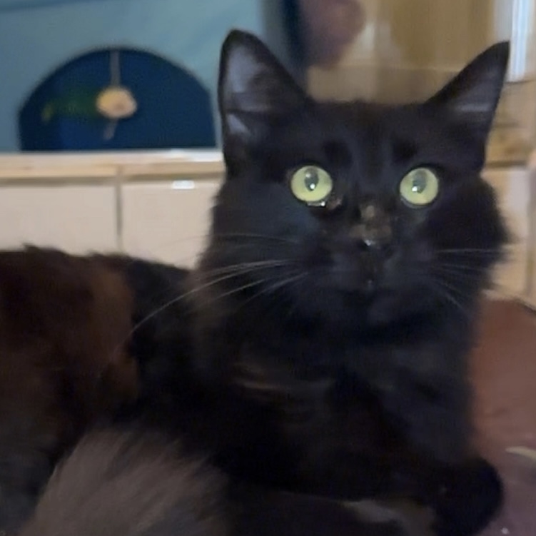 Cat for adoption Salem, a Domestic Long Hair Mix in Portland, ME