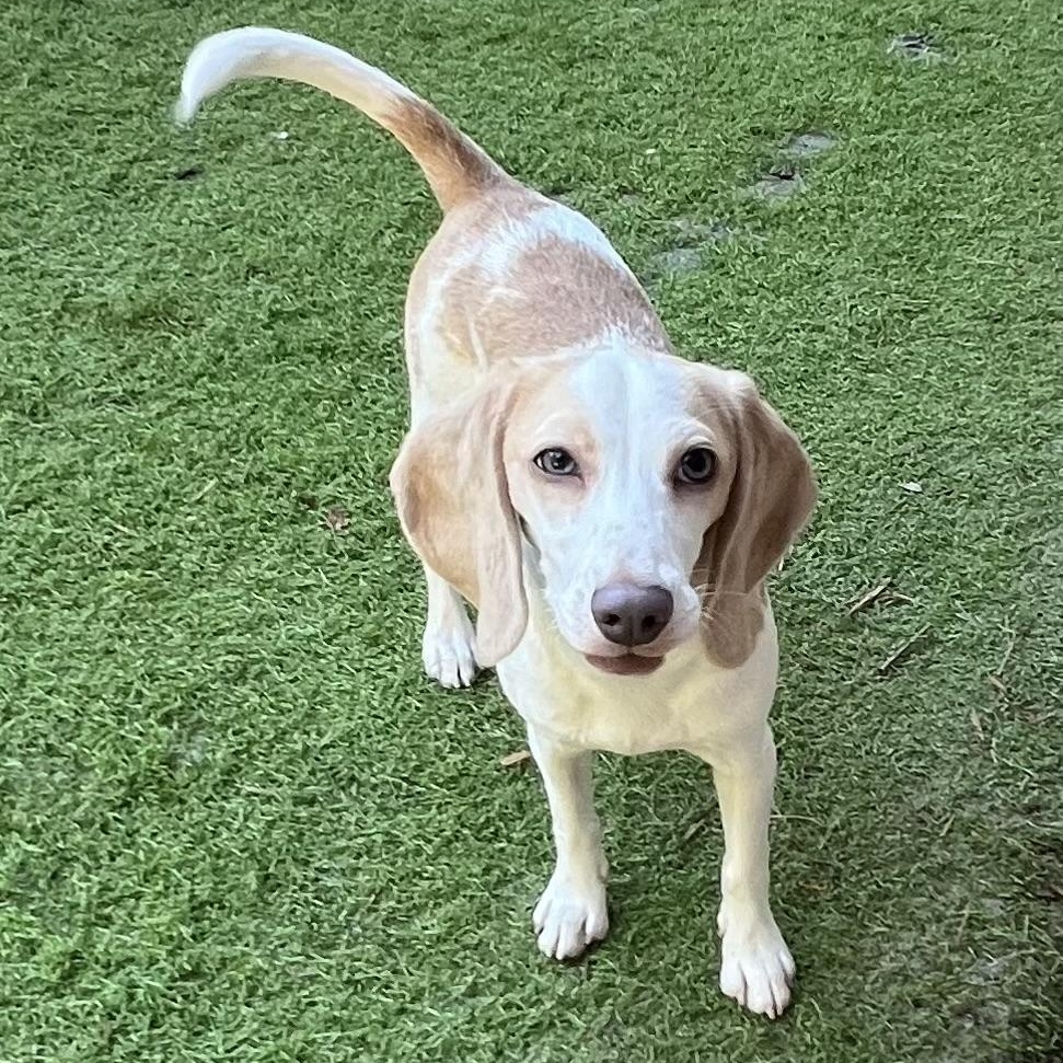 Honey, Adoptable, Puppy Female Beagle.