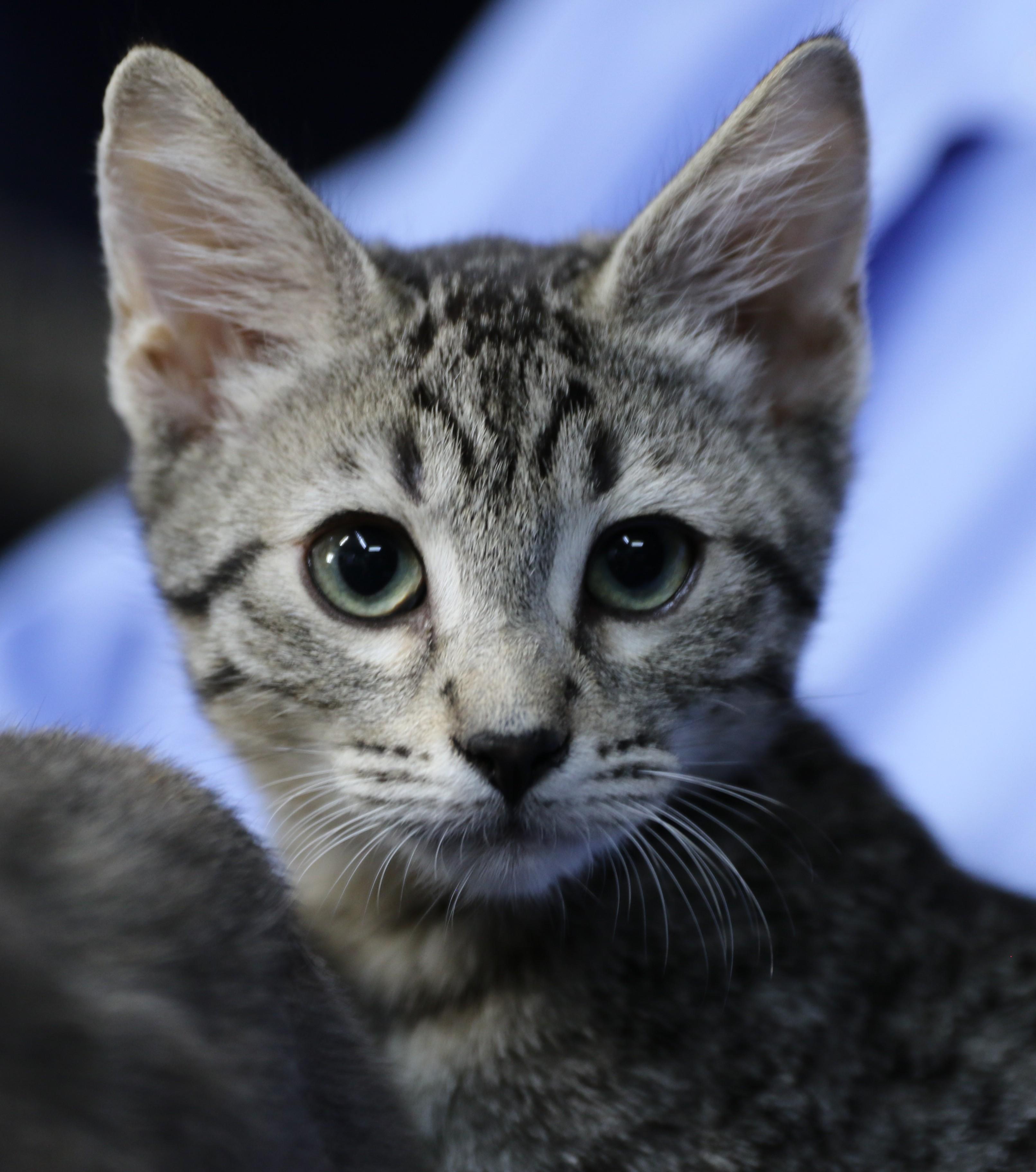 Rainier, an adoptable Domestic Short Hair, Tabby in Cut Bank, MT, 59427 | Photo Image 1
