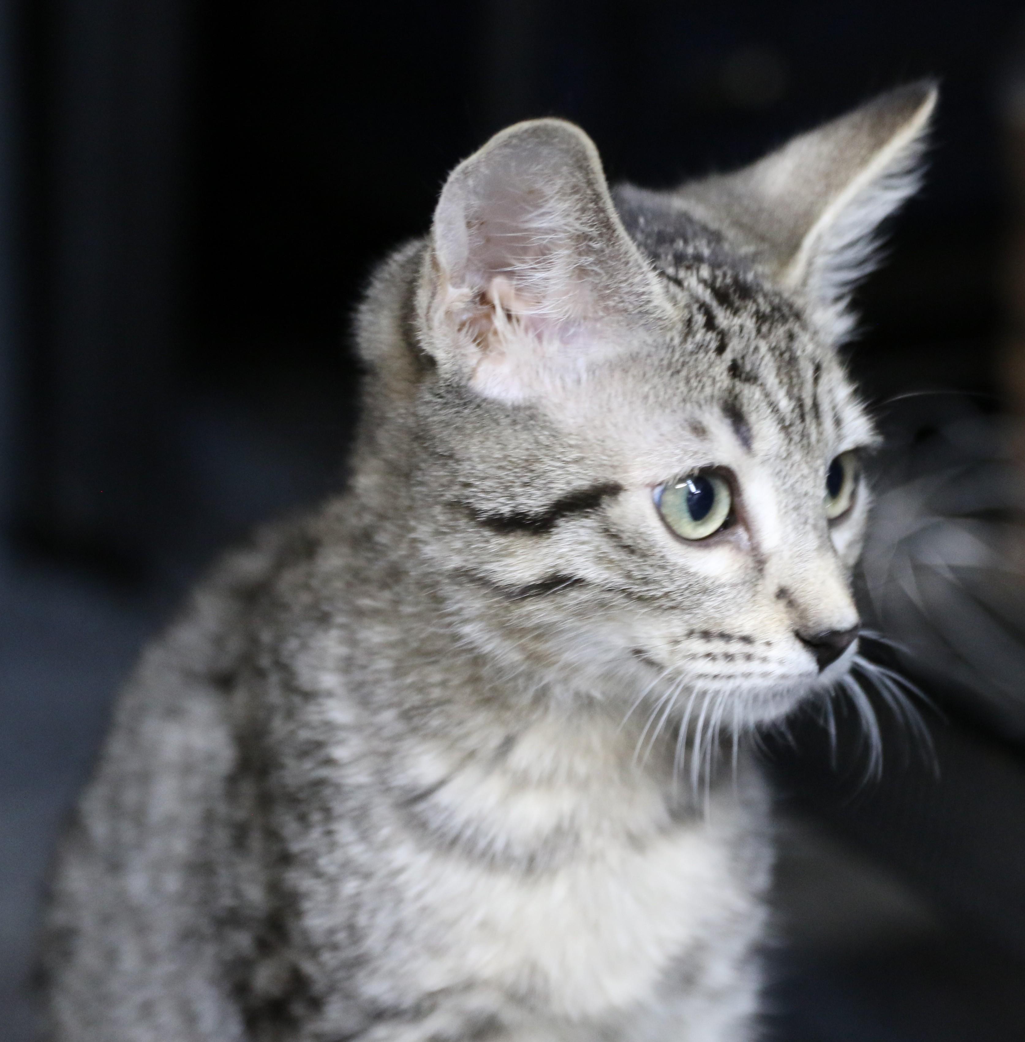 Rainier, a Adoptable mixed breed in Cut Bank, MT image 2/4